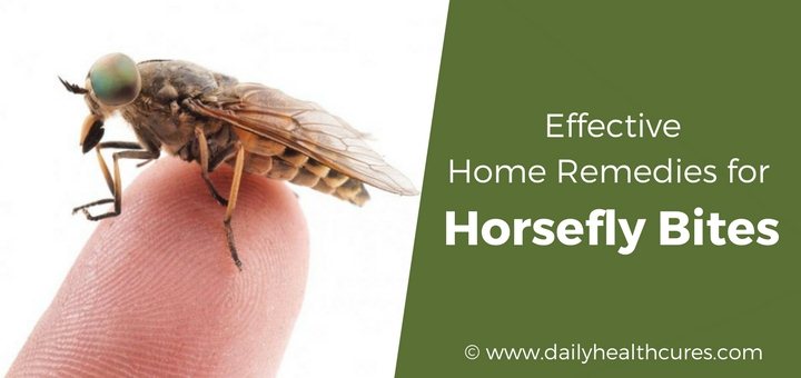 Horsefly Bites