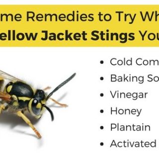 Yellow Jacket Sting