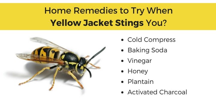 Yellow Jacket Sting