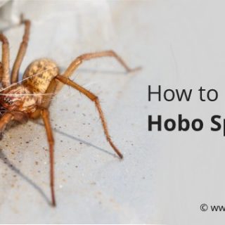 Hobo spider bite
