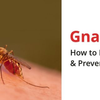 Gnat bites