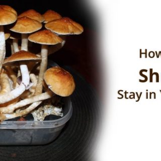 How long do shrooms stay in your system