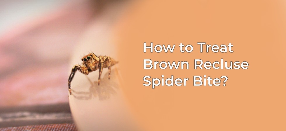 Stages Of Brown Recluse Spider Bite